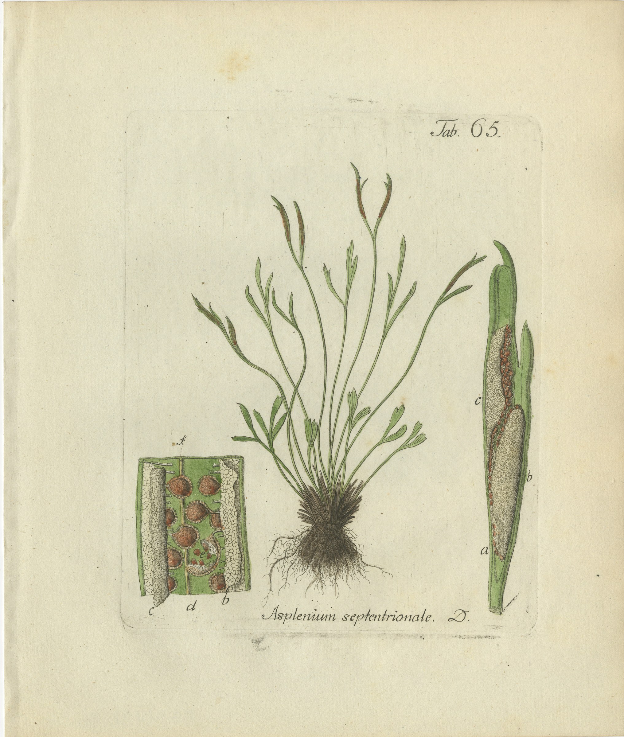 Original Antique Hand-Colored Fern Engraving, Forked Spleenwort, 1806-1809