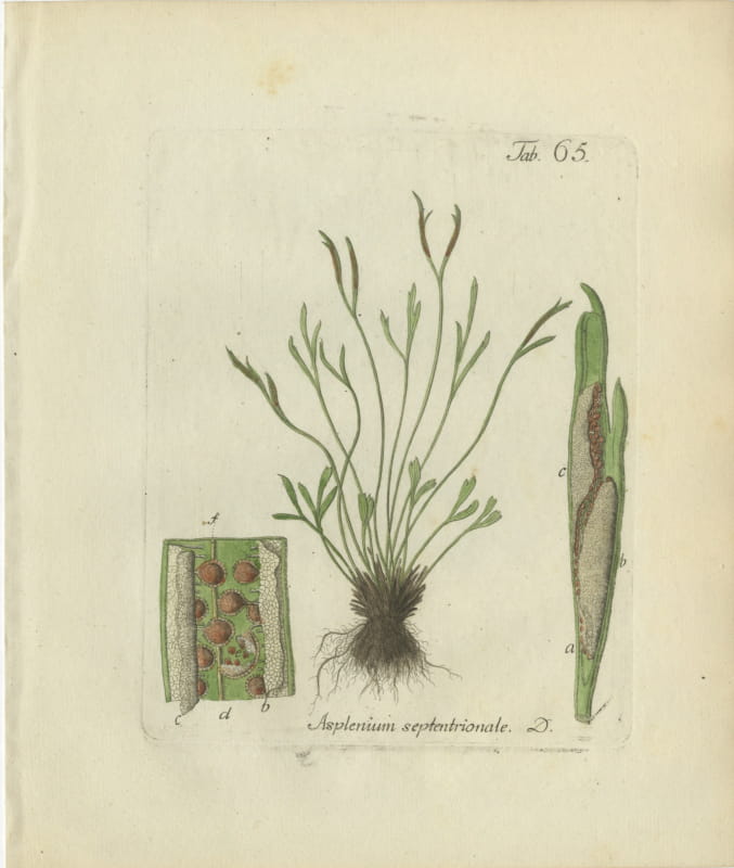Original Antique Hand-Colored Fern Engraving, Forked Spleenwort, 1806-1809