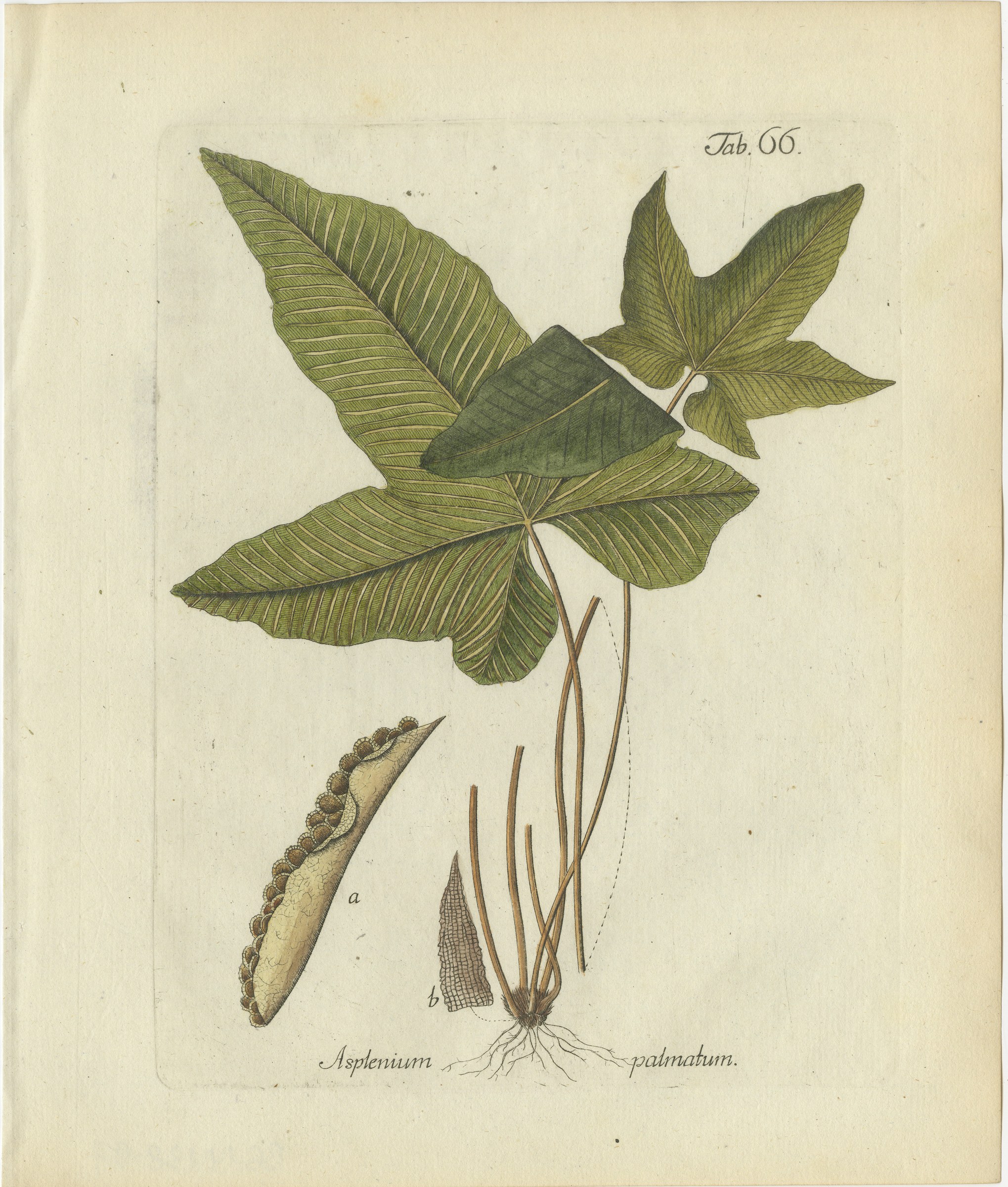 Decorative 19th Century Hand-Colored Fern Print, Asplenium palmatum, 1806-1809