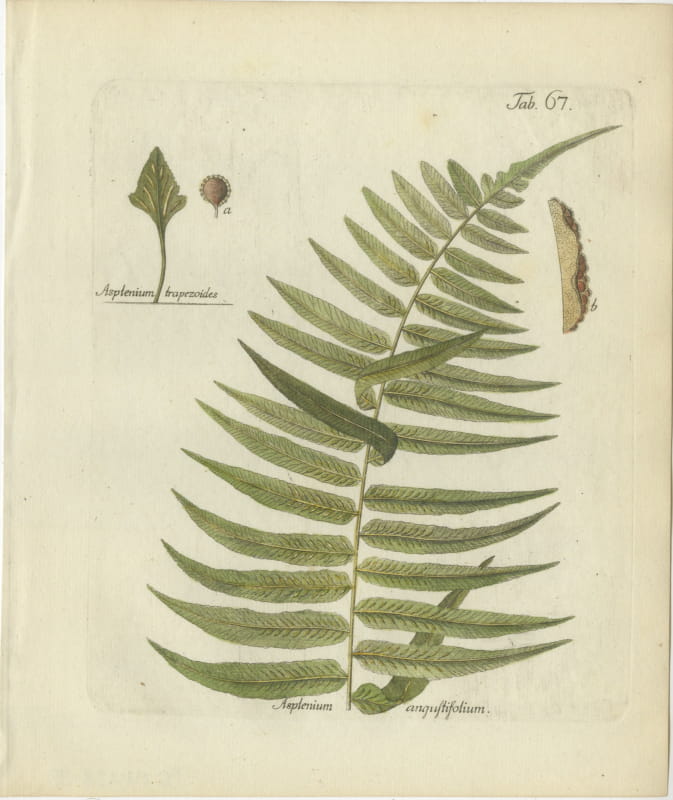 Hand-Colored Fern Engraving by Schkuhr, Asplenium angustifolium, 1806-1809