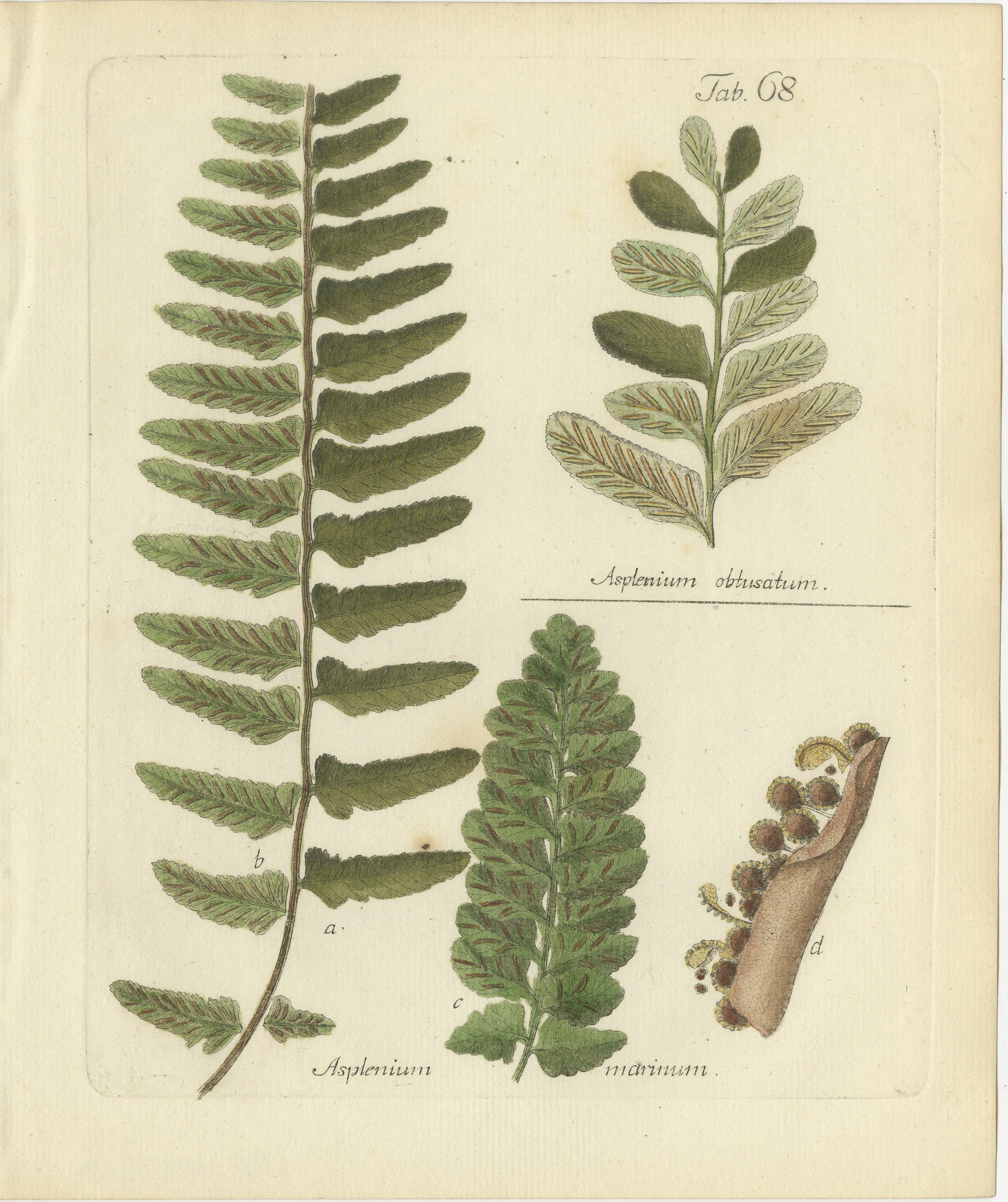 Elegant Antique Hand-Colored Botanical Fern Print, Sea Spleenwort, 1806-1809