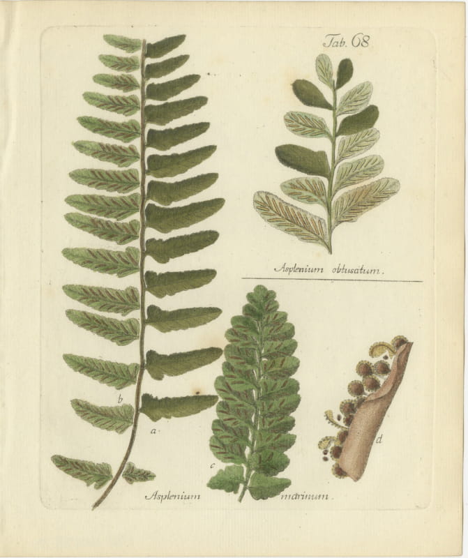 Elegant Antique Hand-Colored Botanical Fern Print, Sea Spleenwort, 1806-1809