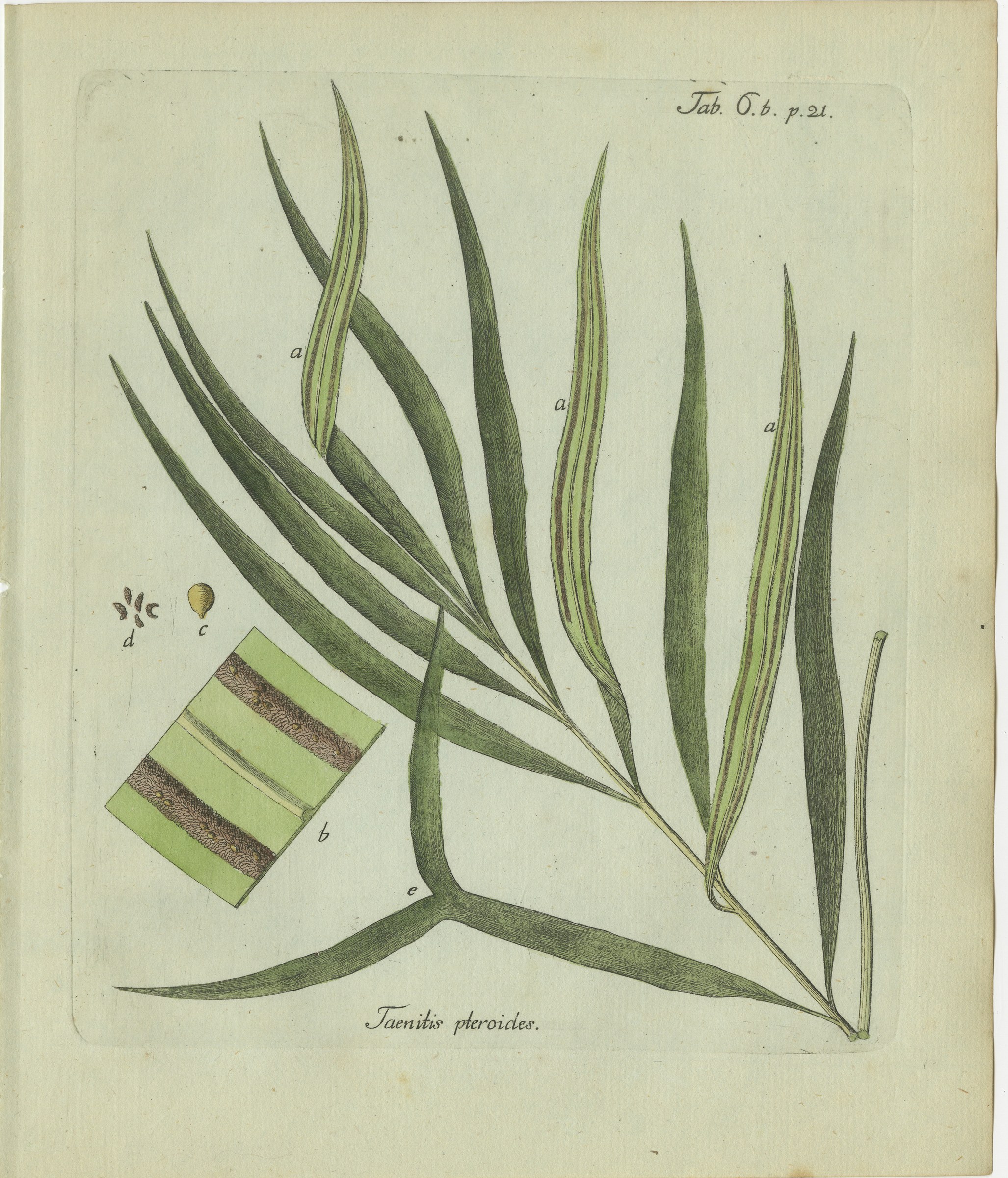 Original Antique Hand-Colored Fern Engraving, Taenitis pteroides, 1806-1809