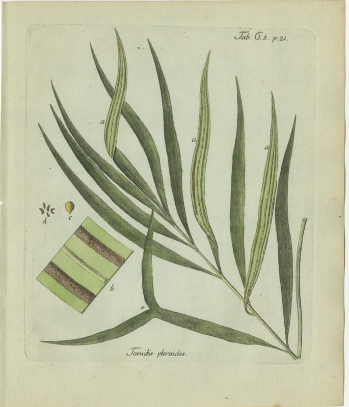 Original Antique Hand-Colored Fern Engraving, Taenitis pteroides, 1806-1809