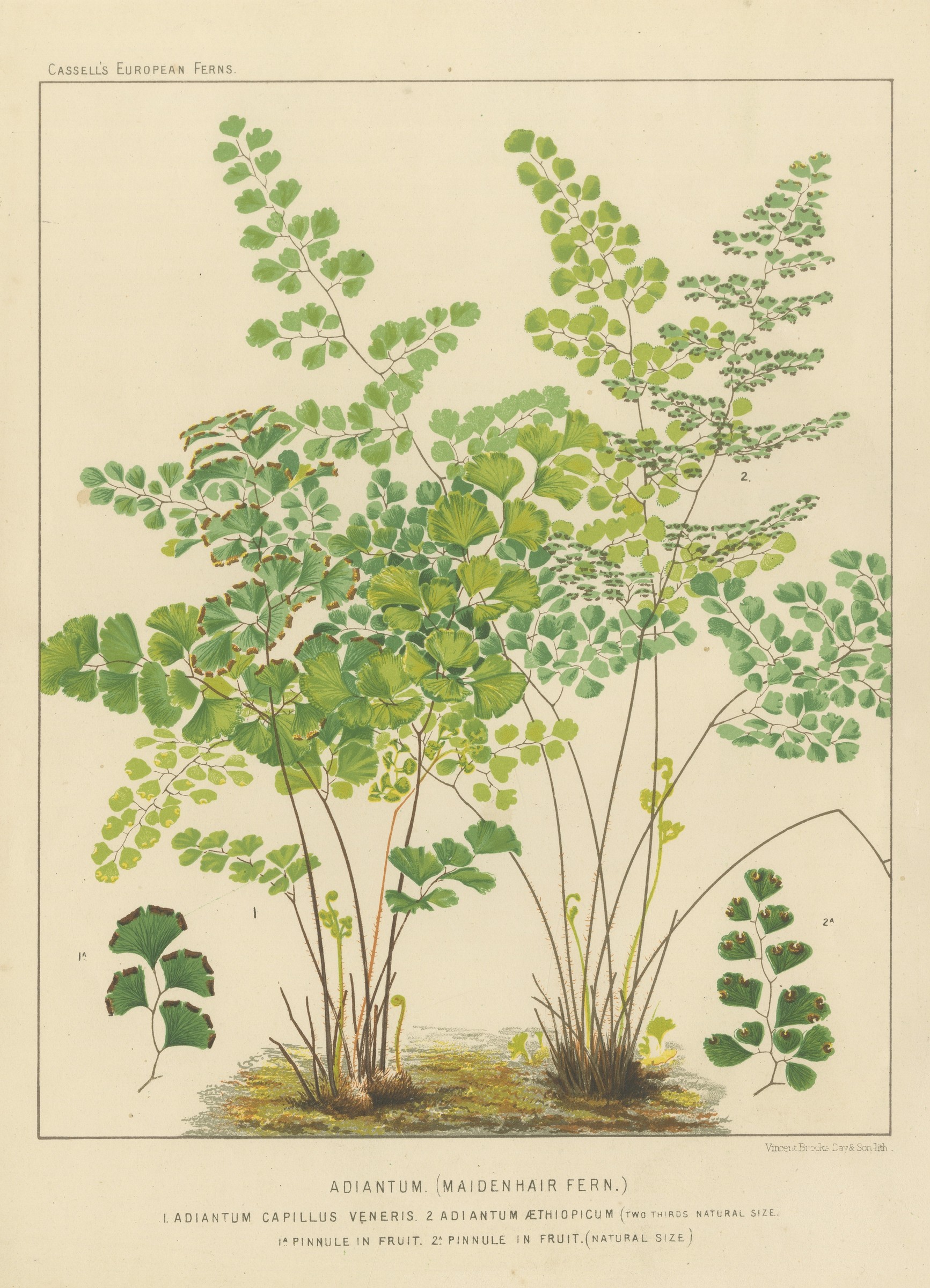 Decorative Antique Chromolithograph of Maidenhair Ferns by Blair, circa 1885