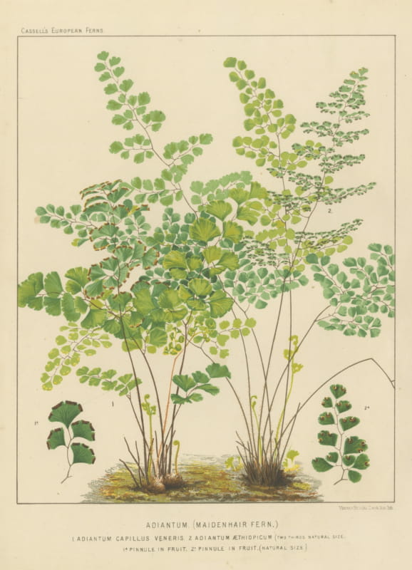 Decorative Antique Chromolithograph of Maidenhair Ferns by Blair, circa 1885