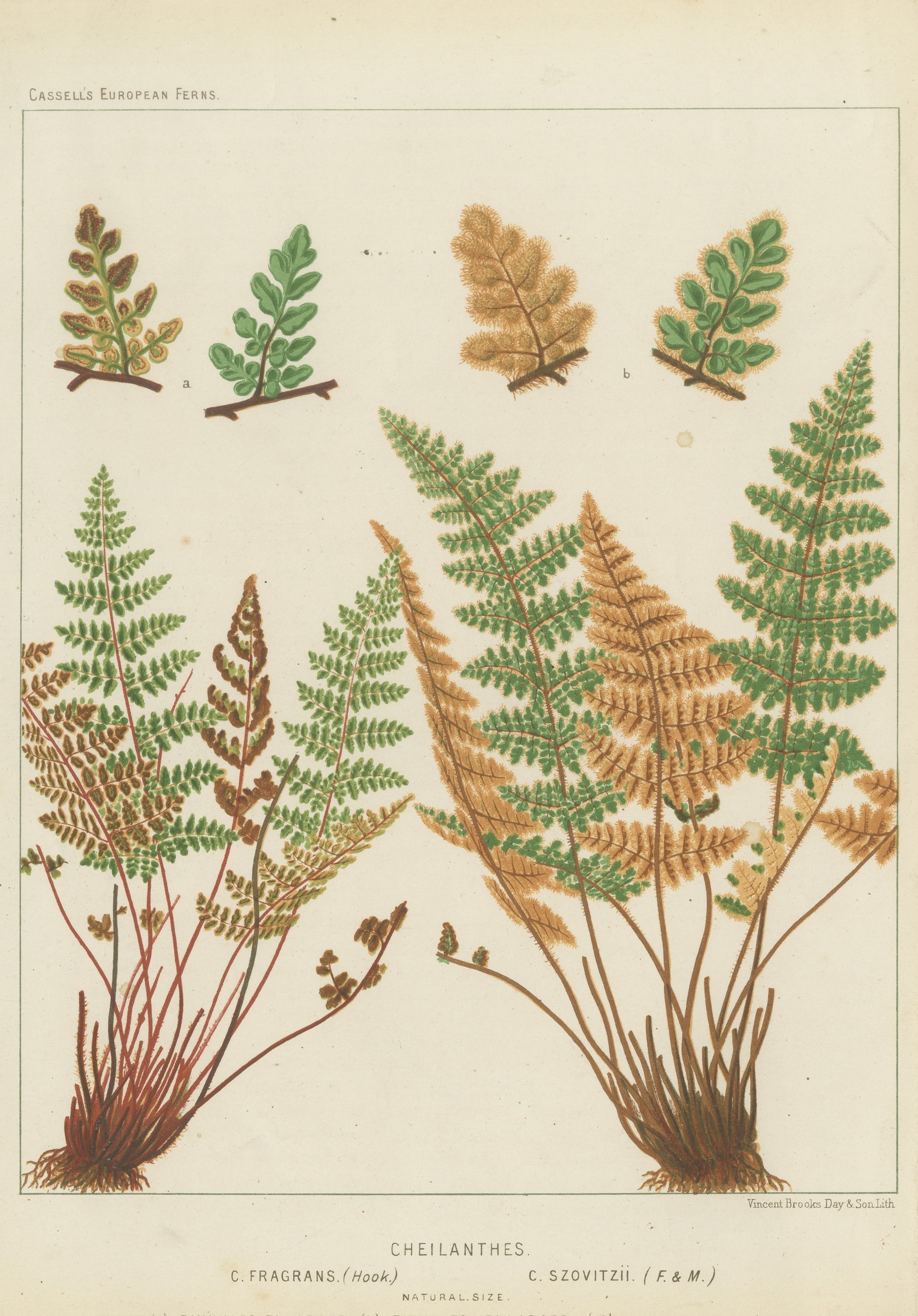 Antique Botanical Chromolithograph of Mediterranean Lip Ferns, circa 1885