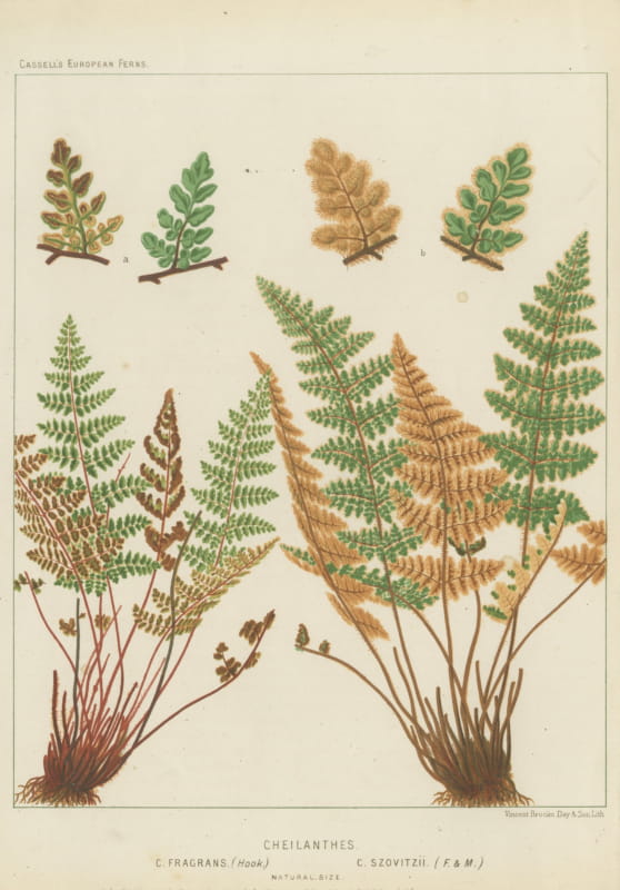Antique Botanical Chromolithograph of Mediterranean Lip Ferns, circa 1885