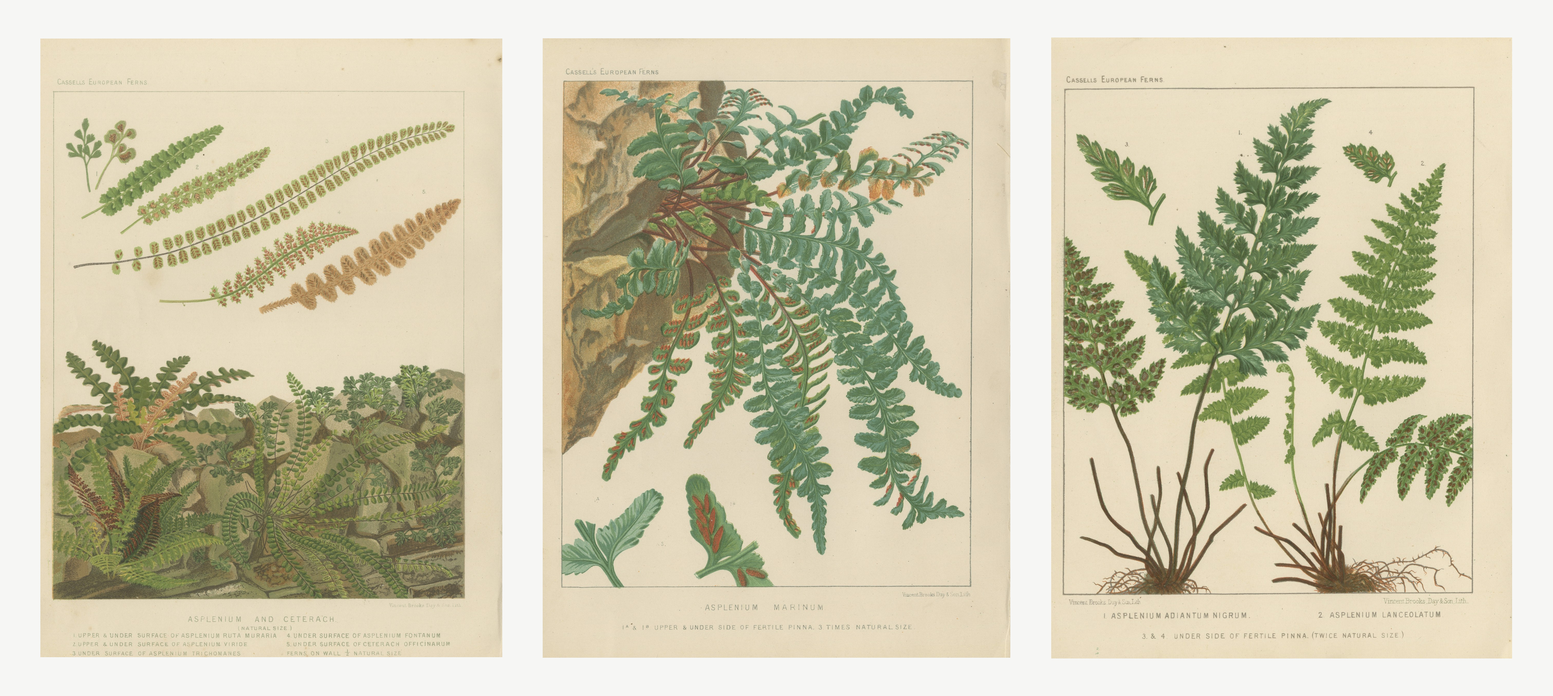 Set of 3 Antique Botanical Prints of European Spleenworts, circa 1885