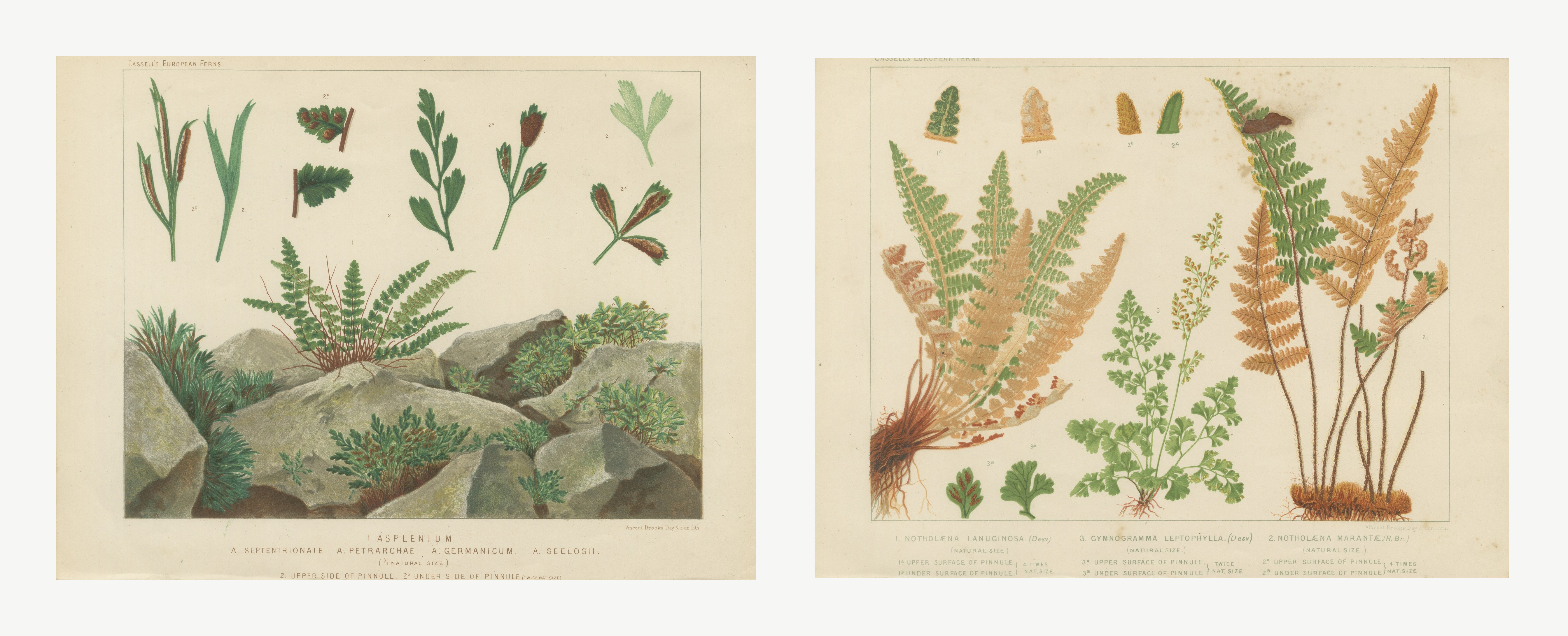 Pair of Antique Prints of Mediterranean Rock Ferns, Britten, circa 1885
