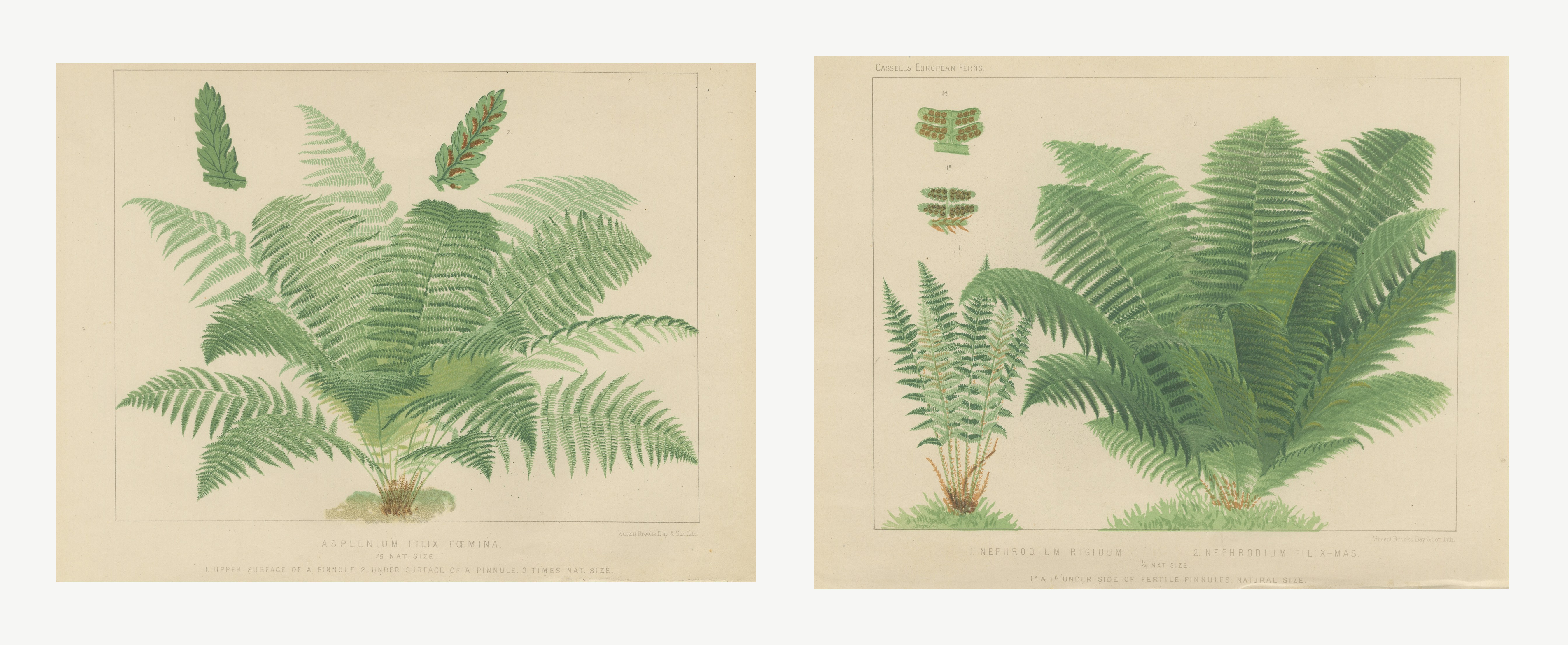 The Lady Fern and the Male Fern, Pair of Antique Chromolithographs, circa 1885