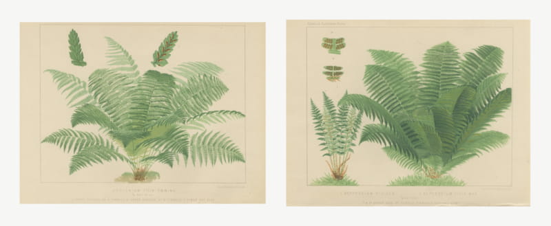 The Lady Fern and the Male Fern, Pair of Antique Chromolithographs, circa 1885