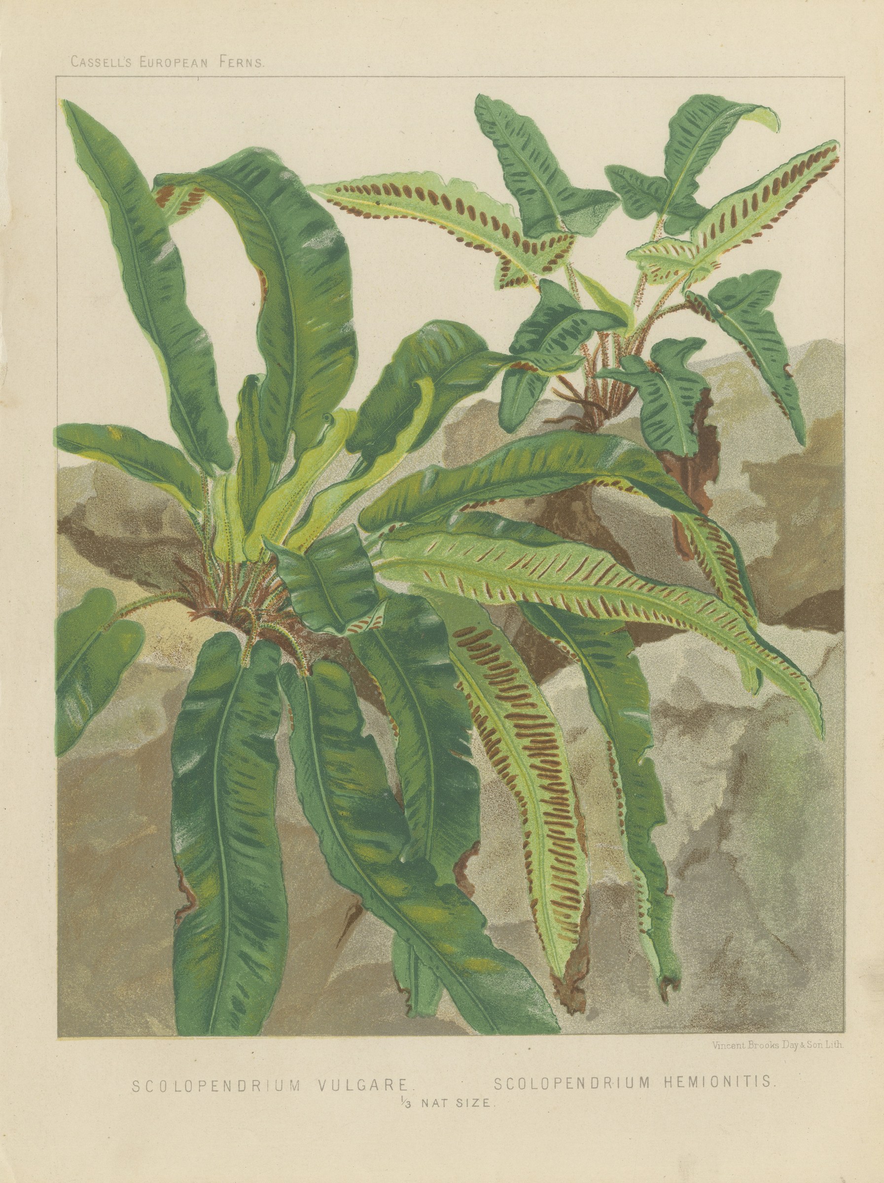 Hart's Tongue Fern, Antique Botanical Chromolithograph, Cassell, circa 1885