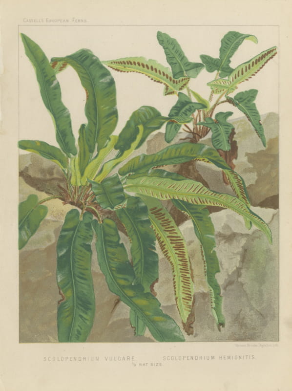 Hart's Tongue Fern, Antique Botanical Chromolithograph, Cassell, circa 1885