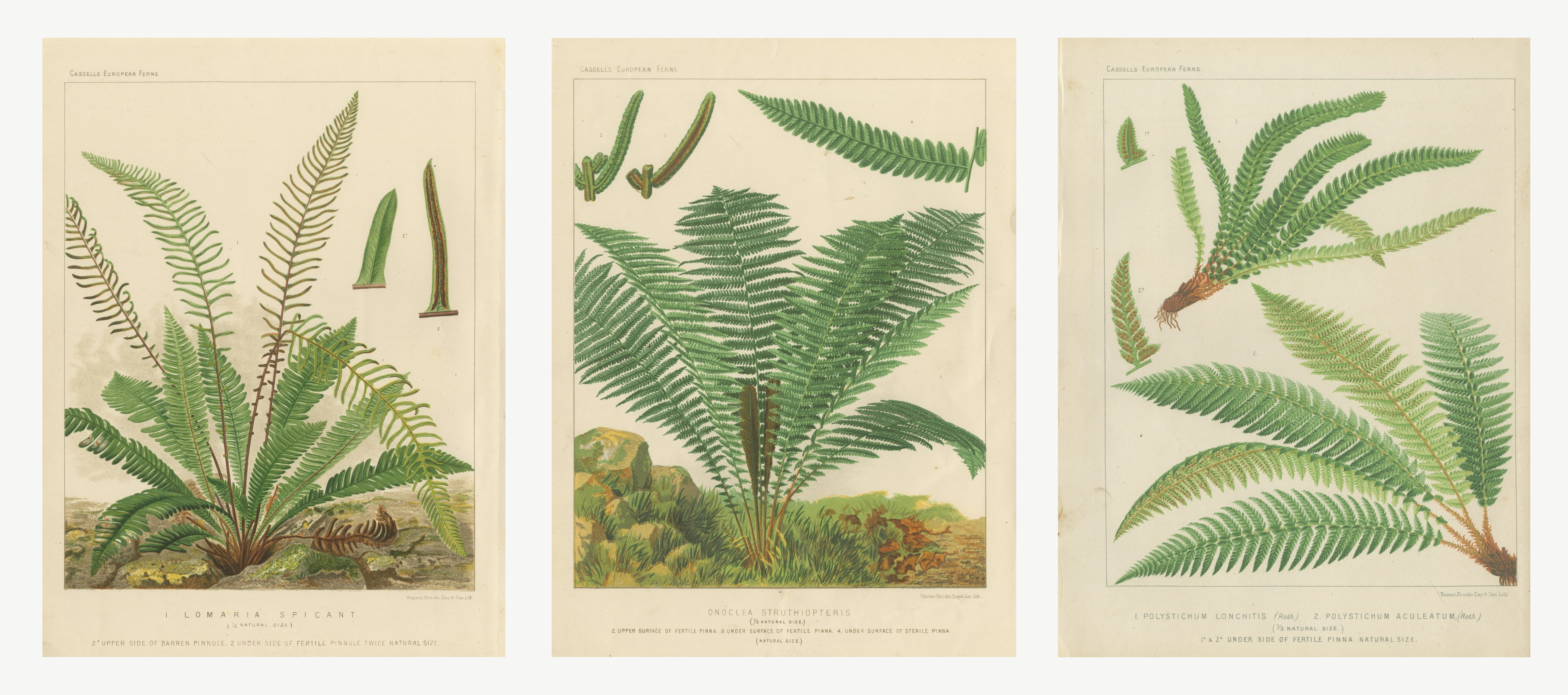 Set of 3 Antique Fern Chromolithographs, Hard, Ostrich and Holly, circa 1885