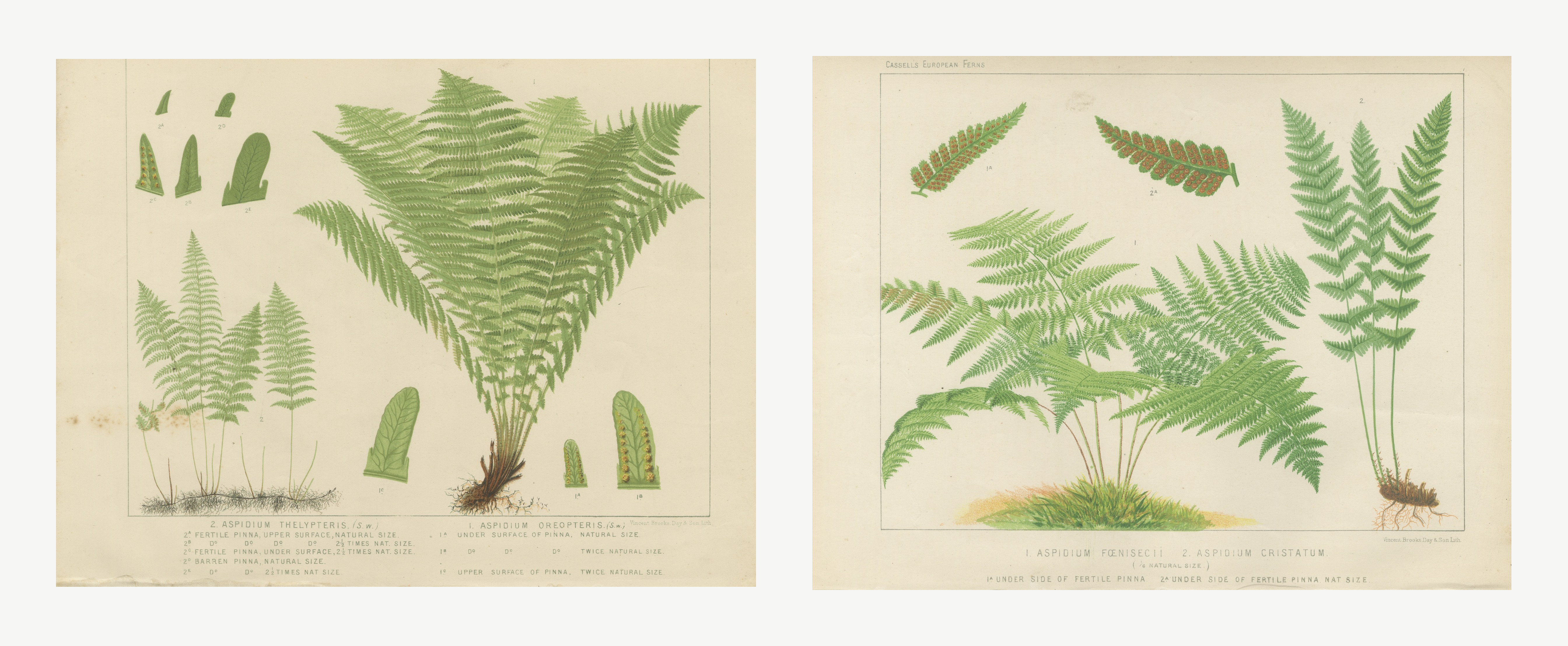 Pair of Antique Botanical Prints of Marsh and Buckler Ferns, circa 1885