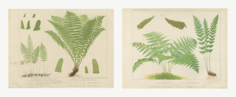 Pair of Antique Botanical Prints of Marsh and Buckler Ferns, circa 1885