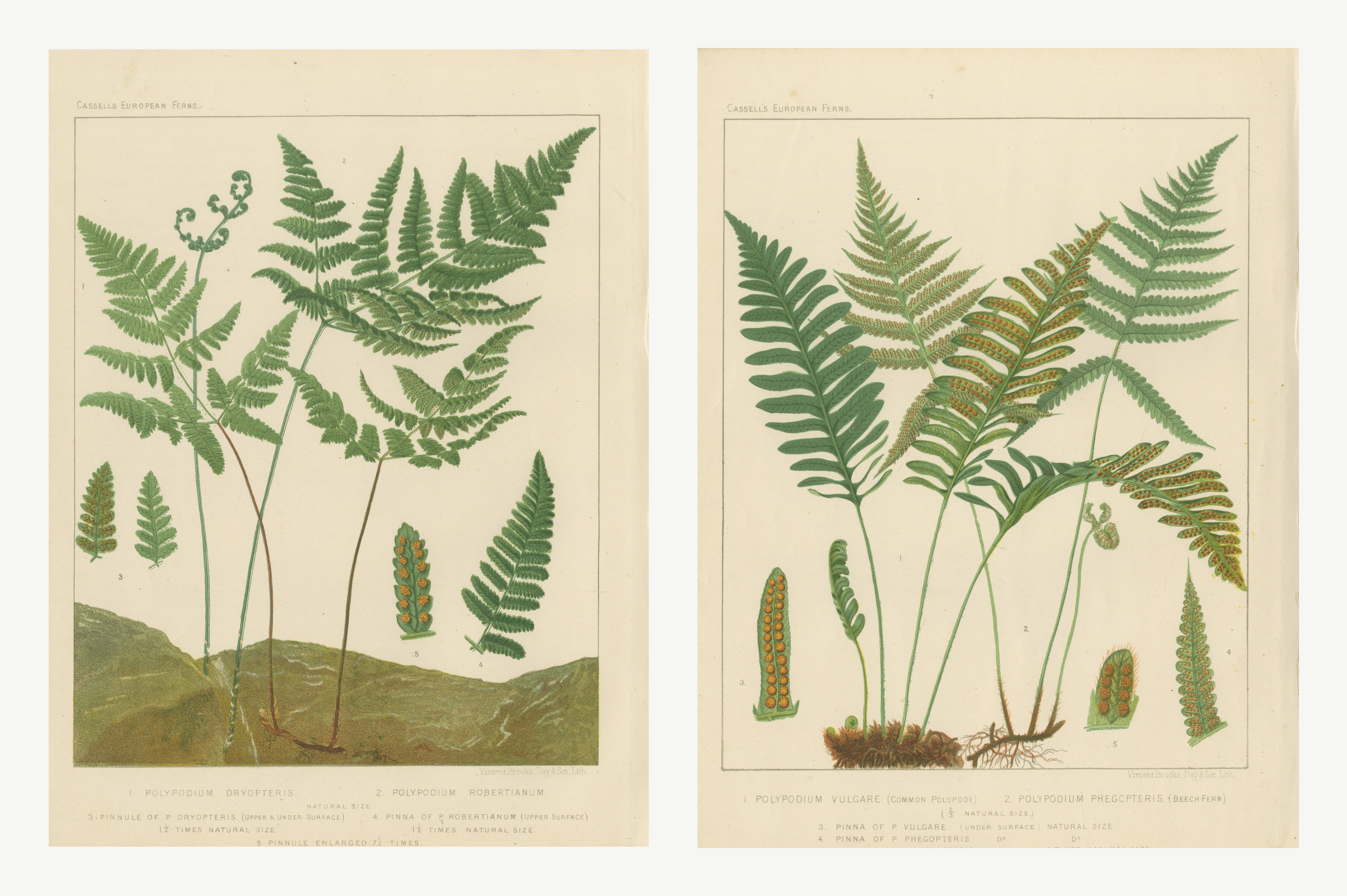 Oak Fern and Common Polypody, Pair of Antique Fern Prints, circa 1885