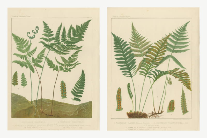 Oak Fern and Common Polypody, Pair of Antique Fern Prints, circa 1885