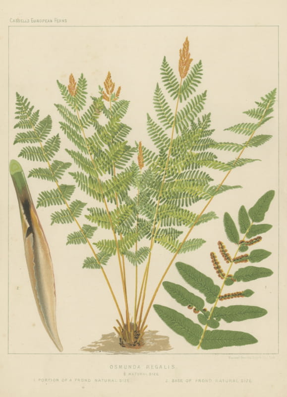 The Royal Fern, Decorative Antique Chromolithograph by Blair, circa 1885