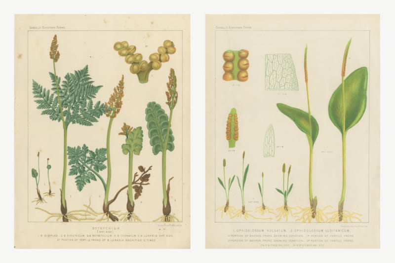 Moonworts and Adder's Tongues, Pair of Antique Fern Prints, circa 1885