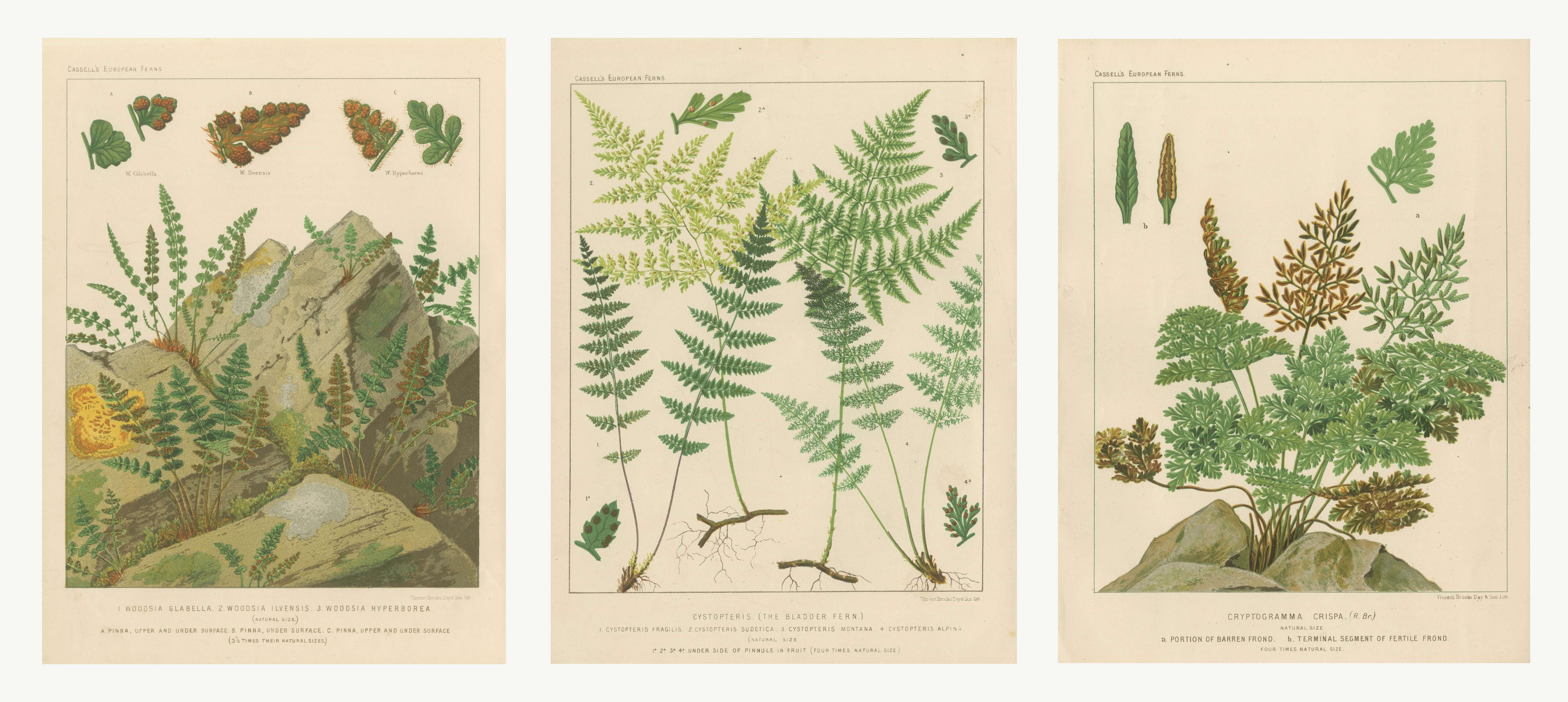 Set of 3 Antique Chromolithographs of Alpine and Rock Ferns, circa 1885