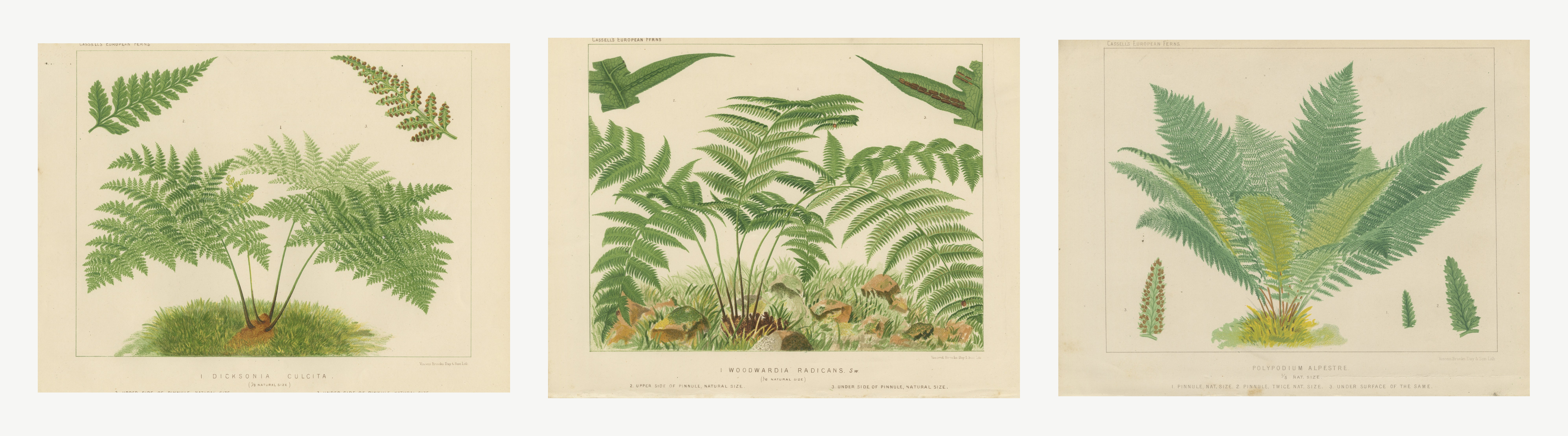 Set of 3 Large Decorative Fern Chromolithographs by David Blair, circa 1885