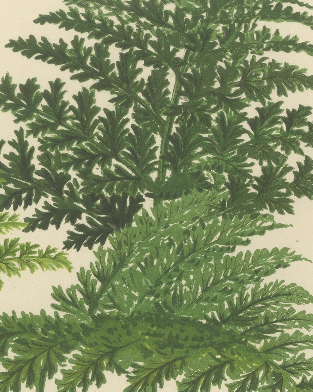 Antique Chromolithograph of the Killarney Fern and Filmy Ferns, circa 1885