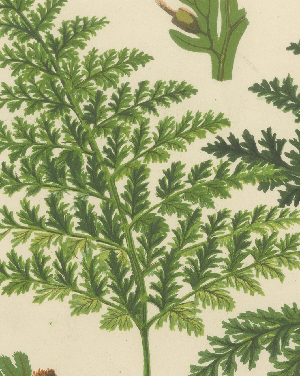 Antique Chromolithograph of the Killarney Fern and Filmy Ferns, circa 1885