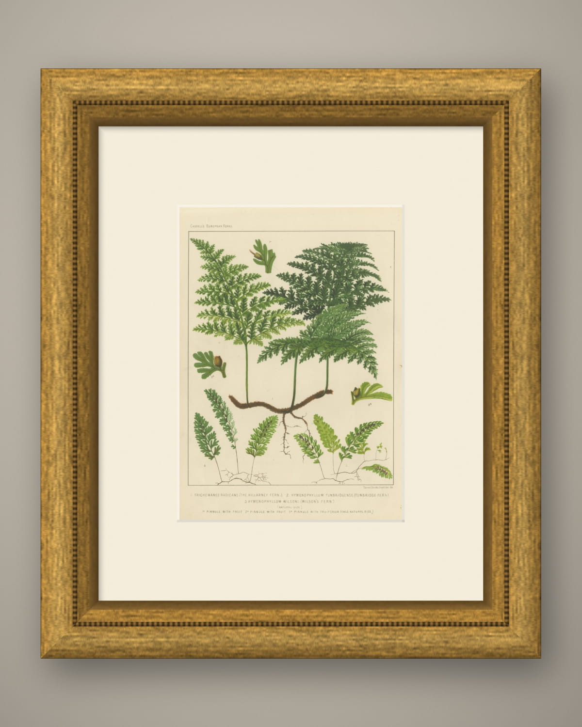 Antique Chromolithograph of the Killarney Fern and Filmy Ferns, circa 1885