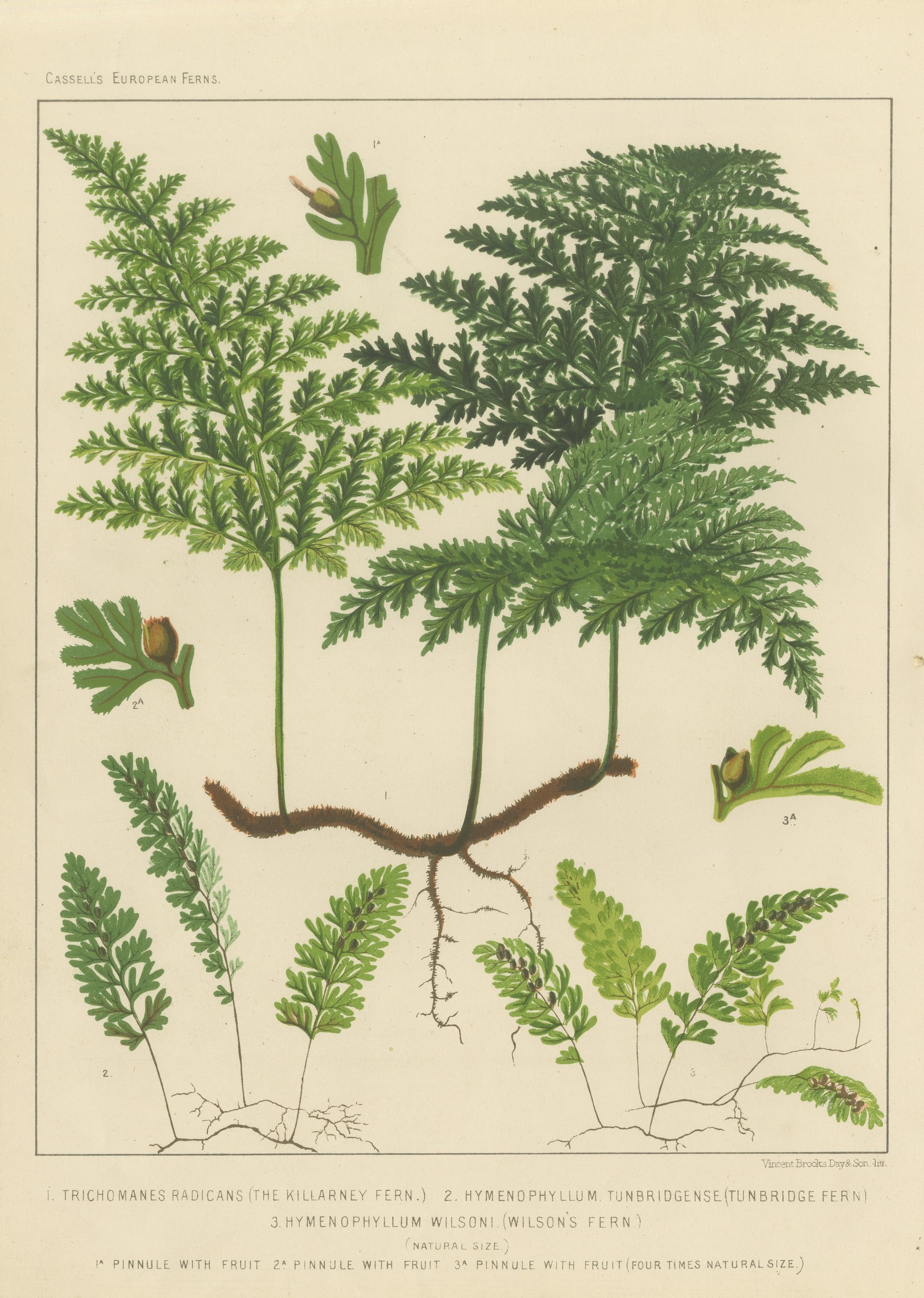 Antique Chromolithograph of the Killarney Fern and Filmy Ferns, circa 1885
