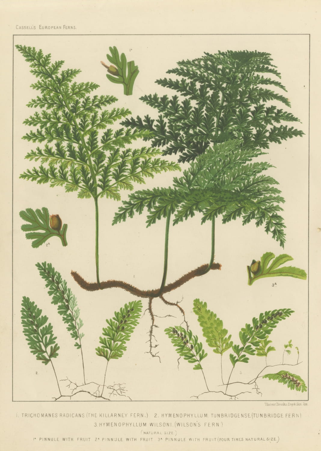 Antique Chromolithograph of the Killarney Fern and Filmy Ferns, circa 1885