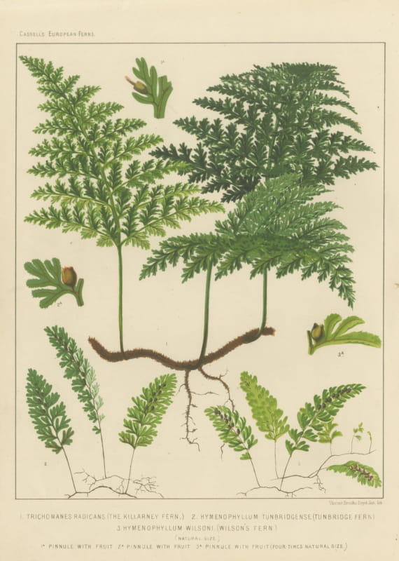 Antique Chromolithograph of the Killarney Fern and Filmy Ferns, circa 1885