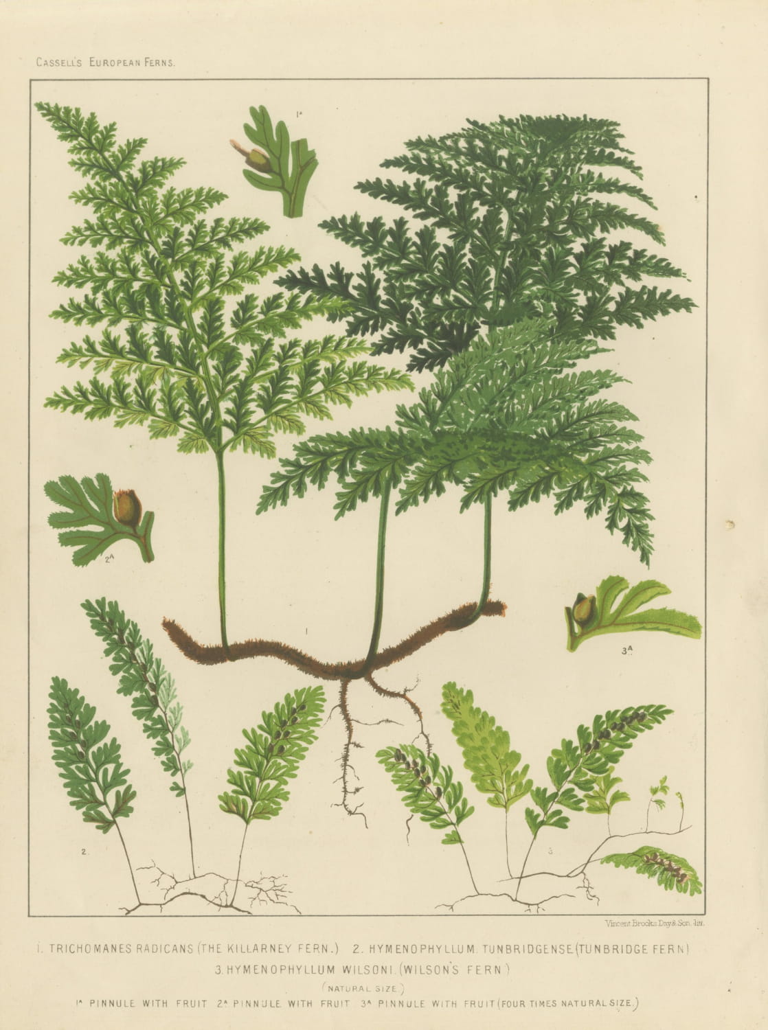 Antique Chromolithograph of the Killarney Fern and Filmy Ferns, circa 1885