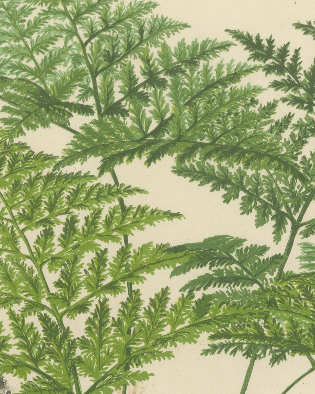 Decorative Antique Chromolithograph of the Hare's Foot Fern, circa 1885