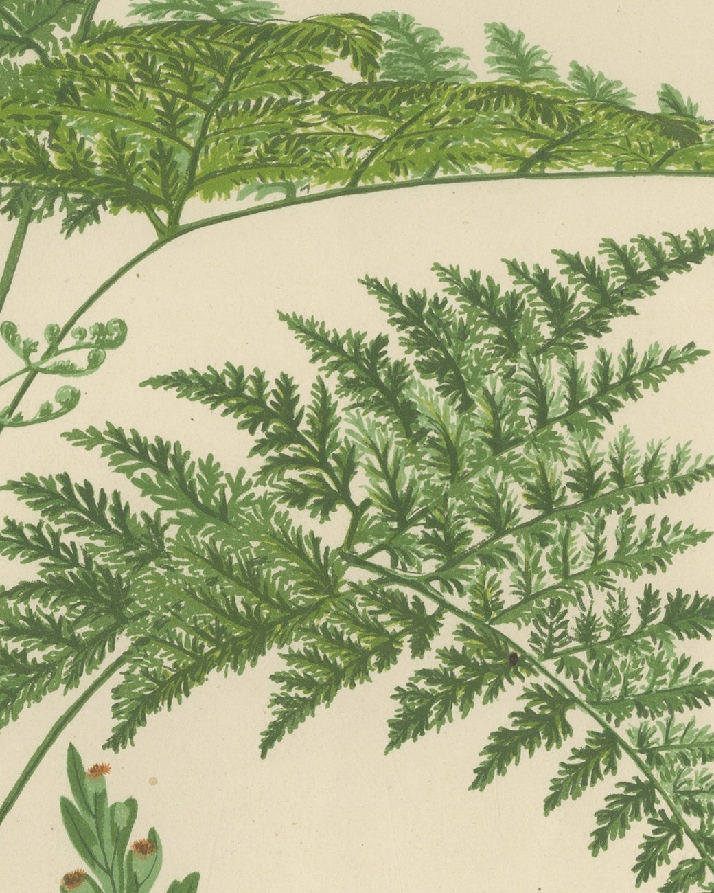 Decorative Antique Chromolithograph of the Hare's Foot Fern, circa 1885