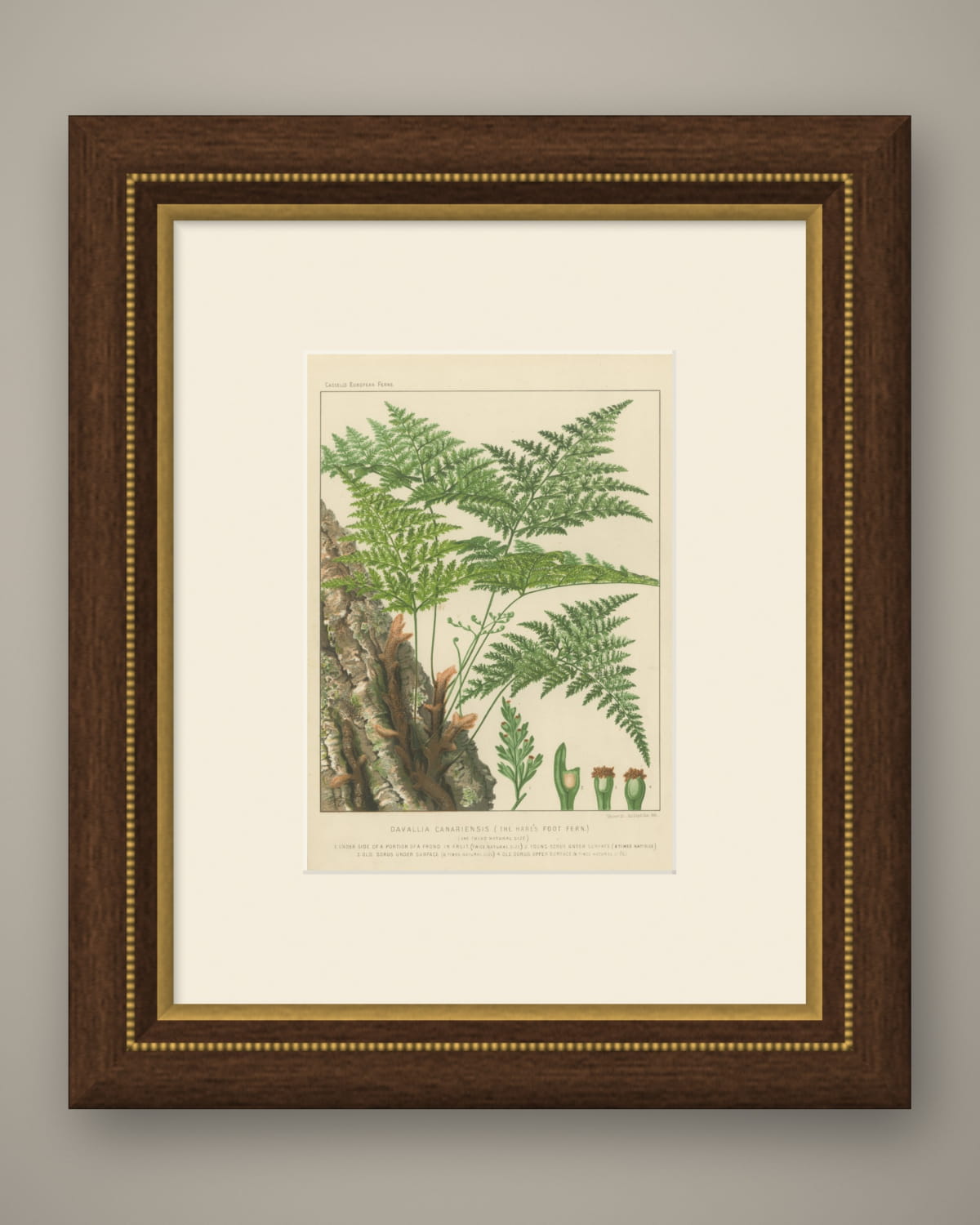 Decorative Antique Chromolithograph of the Hare's Foot Fern, circa 1885