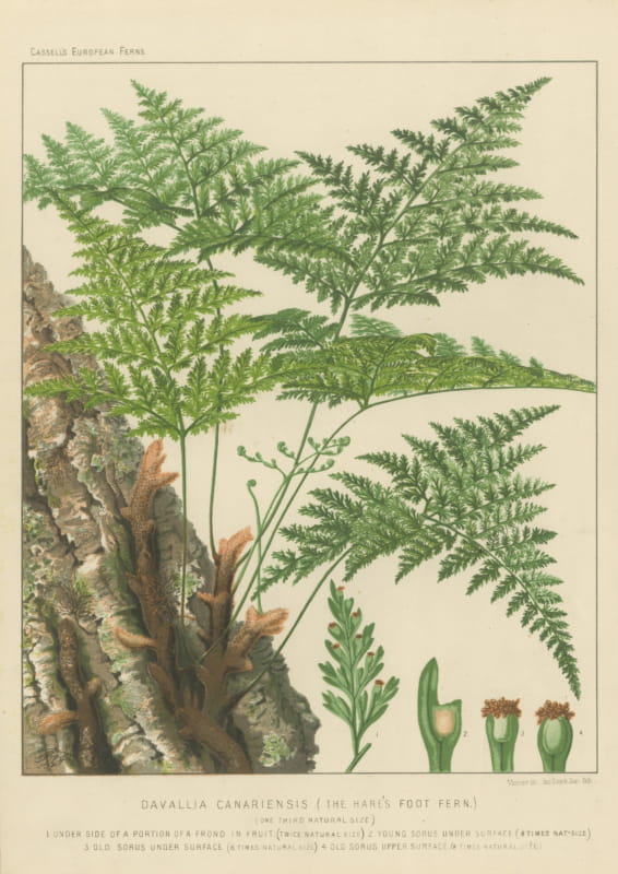 Decorative Antique Chromolithograph of the Hare's Foot Fern, circa 1885