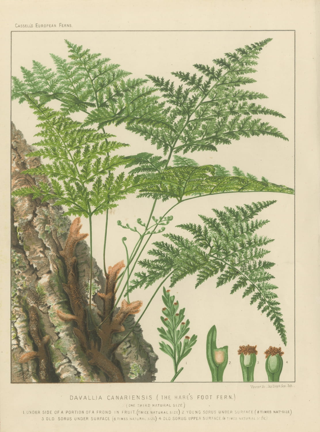 Decorative Antique Chromolithograph of the Hare's Foot Fern, circa 1885