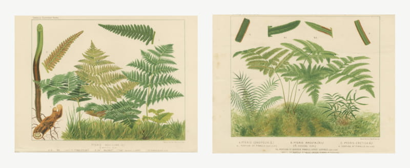 Pair of Antique Chromolithographs of Bracken and Brake Ferns, circa 1885