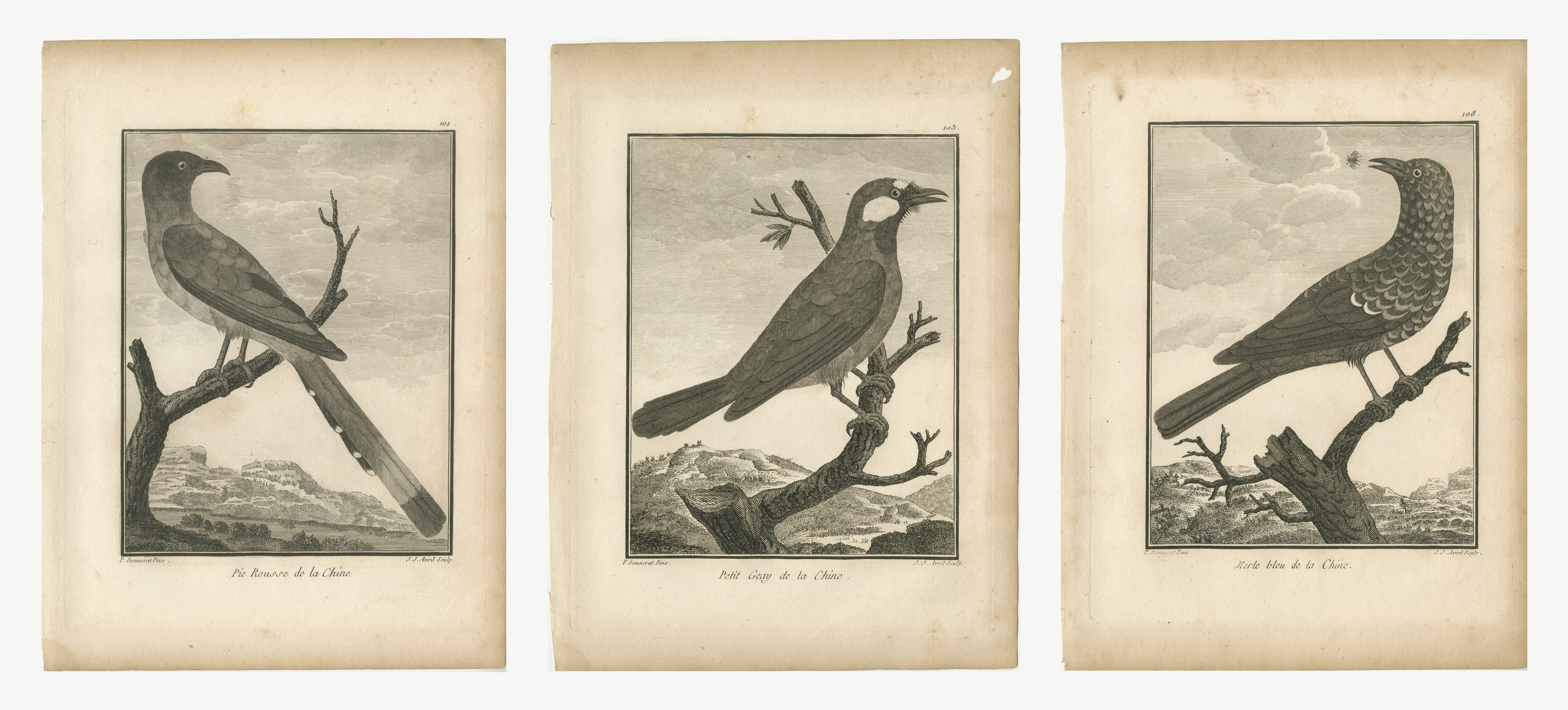 Magpie, Jay and Blue Thrush of China, Three Antique Bird Plates, 1806