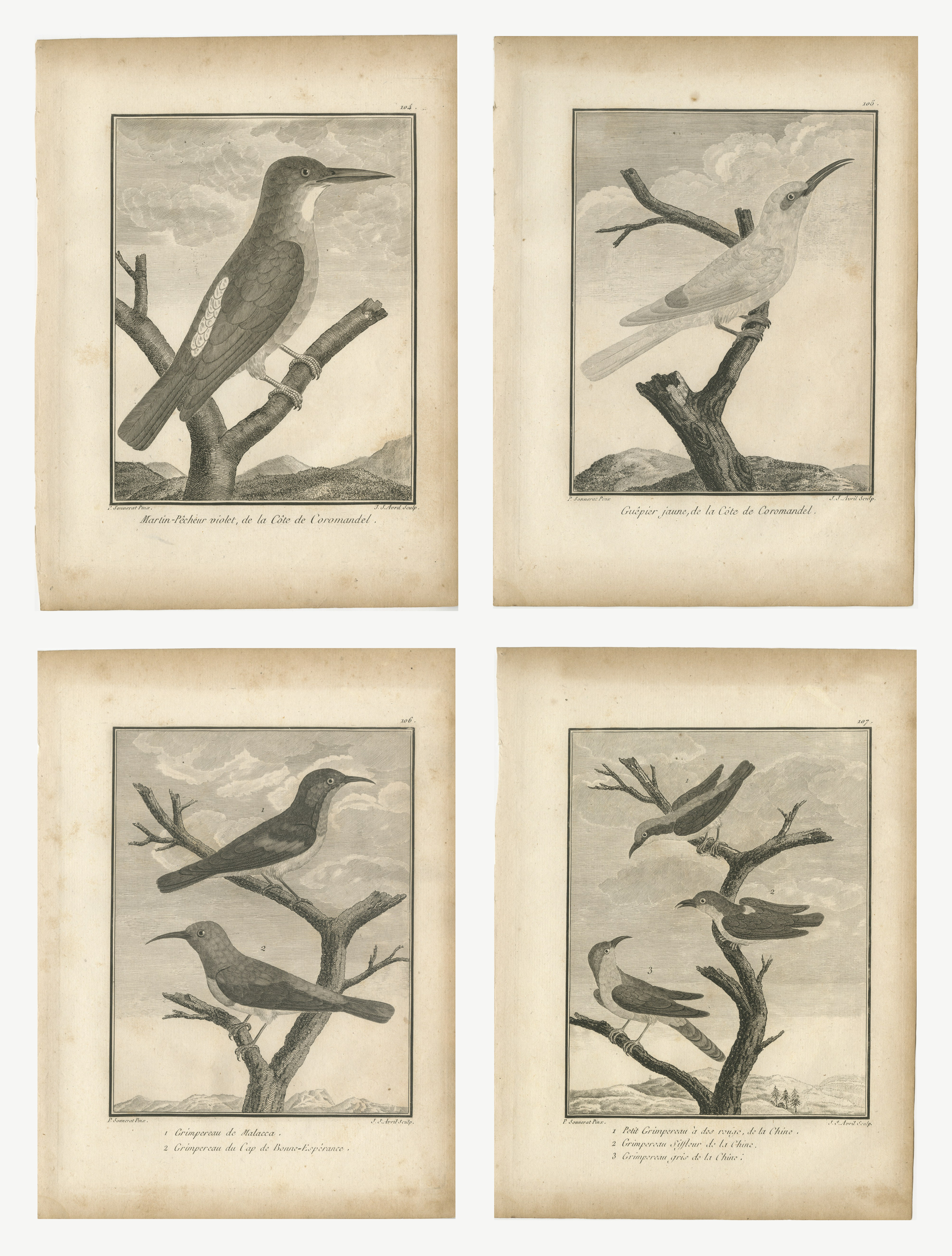 Kingfisher, Bee-Eater and Sunbirds, Four Antique Sonnerat Plates, 1806