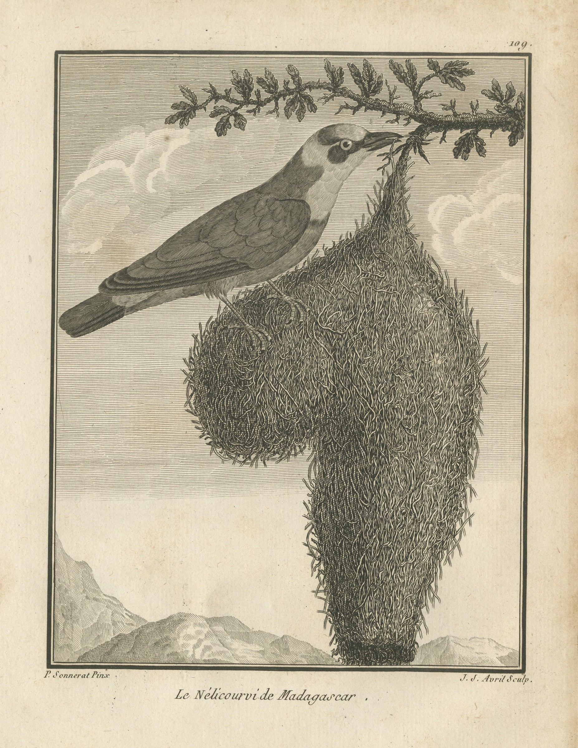 Nelicourvi Weaver with Hanging Nest, Antique Madagascar Plate, 1806