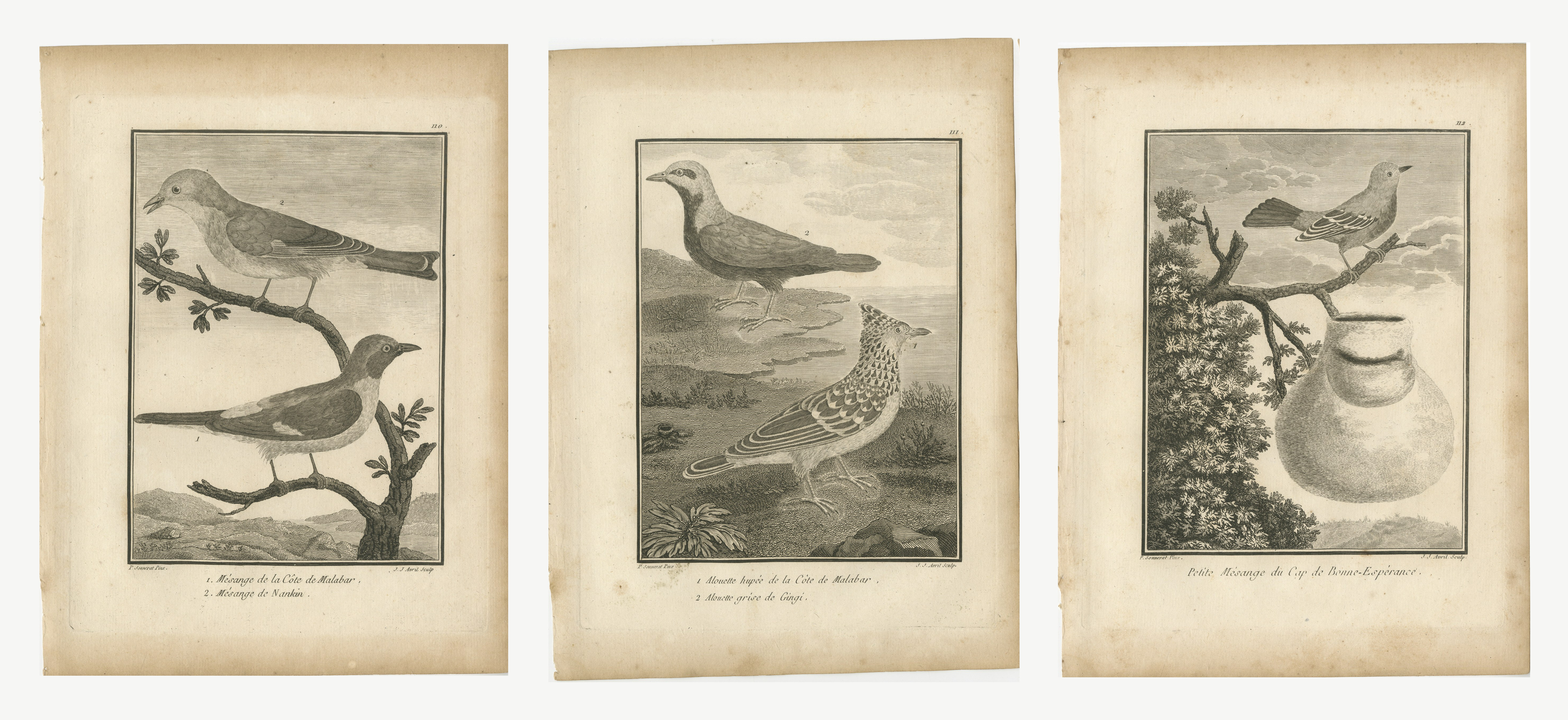 Titmice and Larks of Malabar and the Cape, Three Antique Plates, 1806