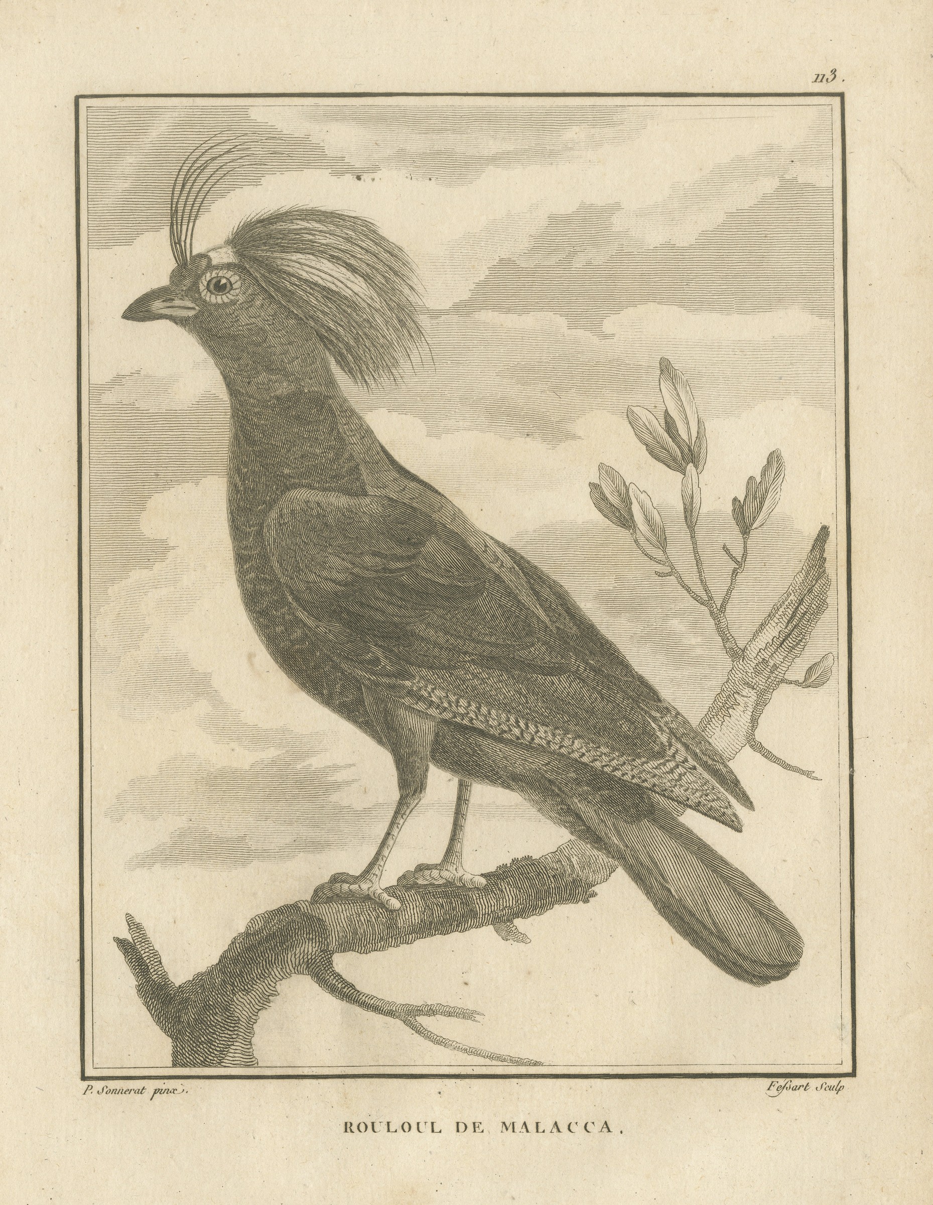 Roulroul Crested Partridge of Malacca, Antique Bird Engraving, 1806