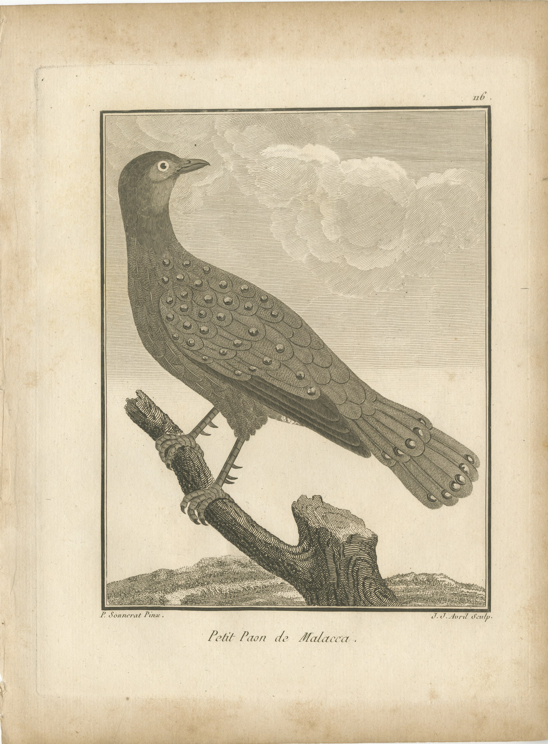 Little Peacock-Pheasant of Malacca, Antique Sonnerat Bird Plate, 1806