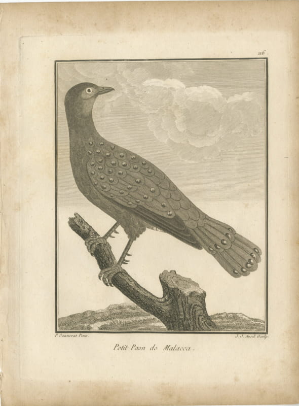 Little Peacock-Pheasant of Malacca, Antique Sonnerat Bird Plate, 1806