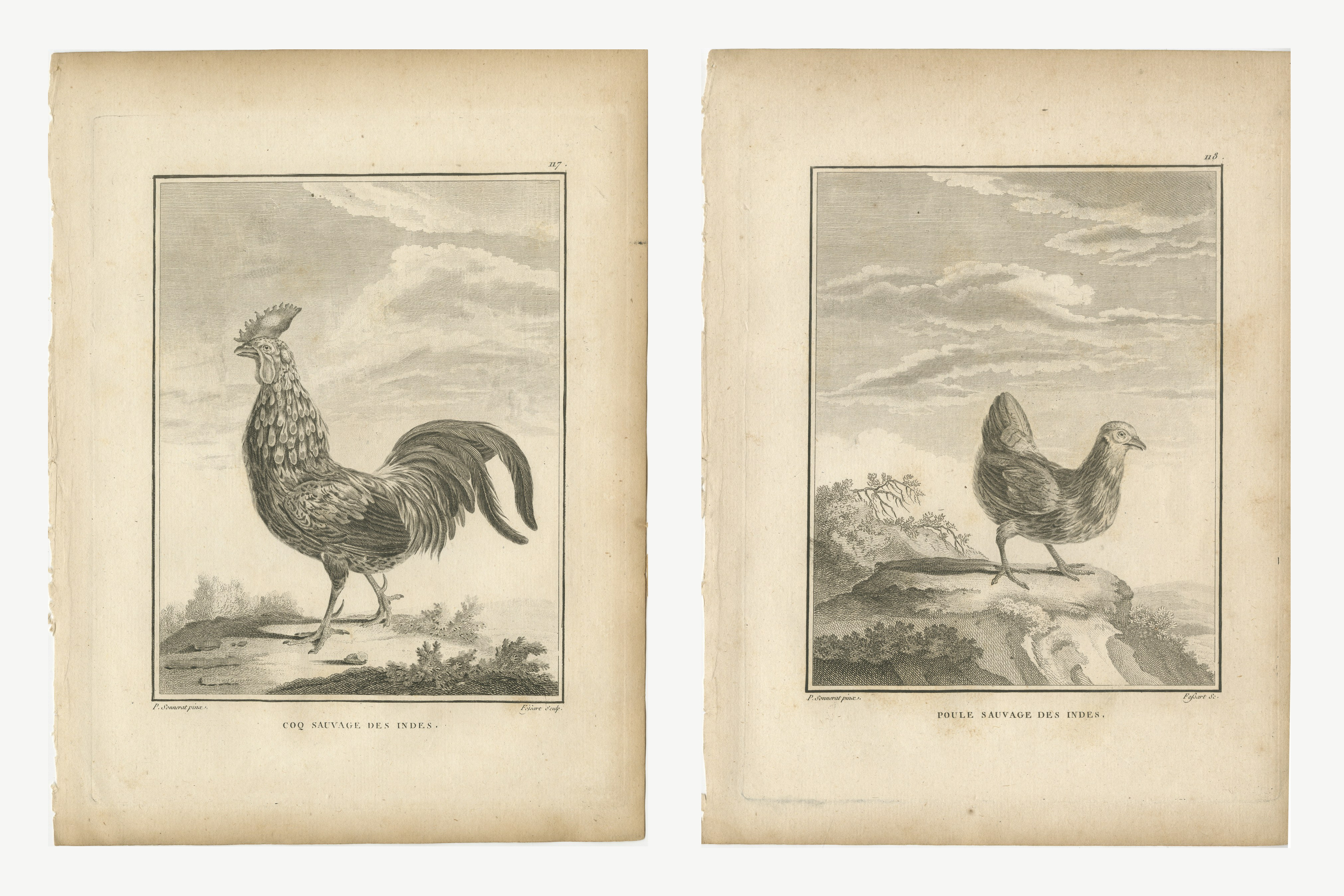 Sonnerat's Junglefowl Cock and Hen, Pair of Antique Bird Plates, 1806