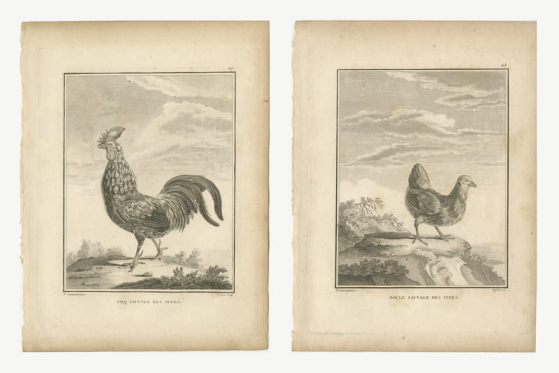 Sonnerat's Junglefowl Cock and Hen, Pair of Antique Bird Plates, 1806