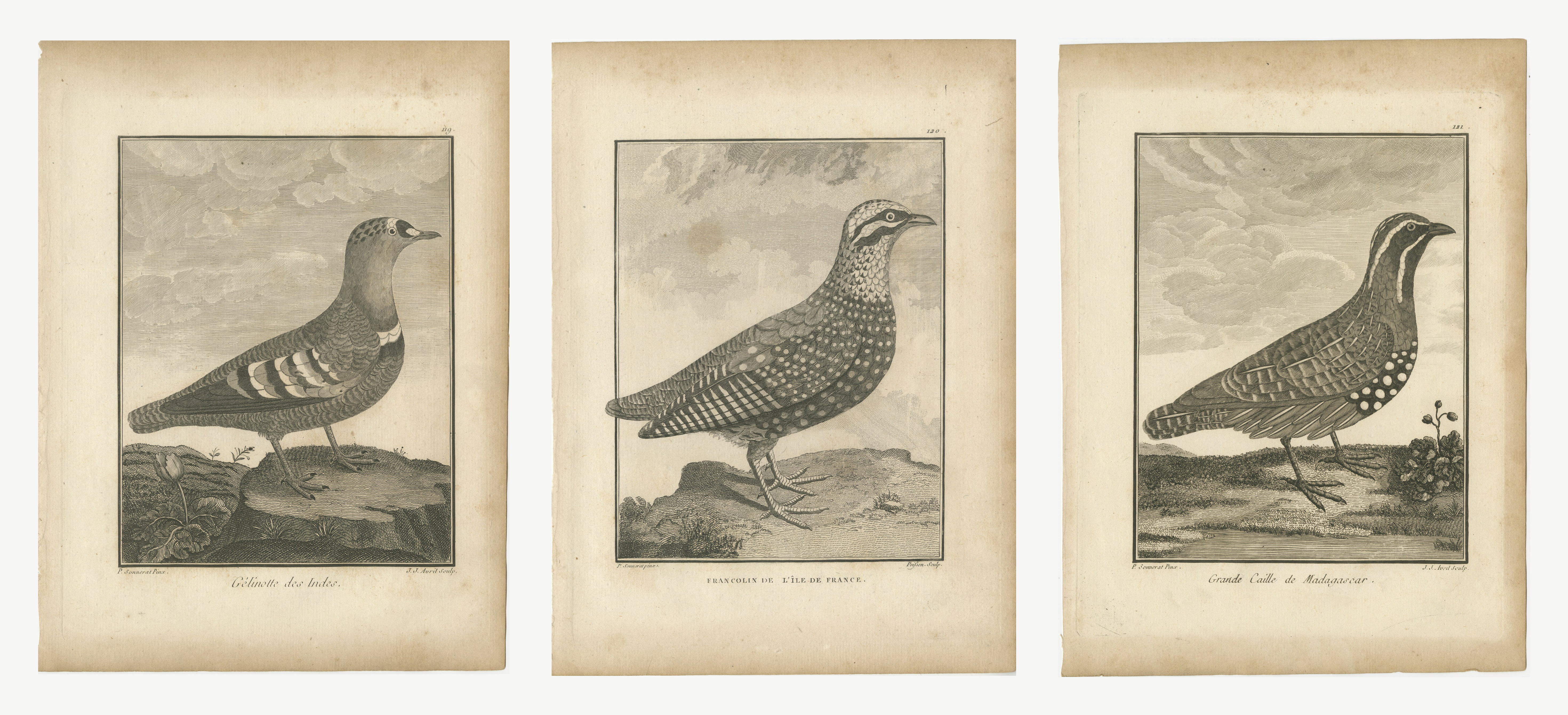 Grouse, Francolin and Quail of the Indies, Three Antique Plates, 1806